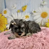 Bree, a female Miniature Schnauzer for sale in Ripley, MS – 5 of 10