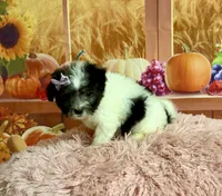 Lulu, a female Maltipoo for sale in Ripley, MS – 7 of 10