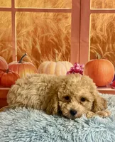 Toby, a male Cavapoo for sale in Ripley, MS – 4 of 7
