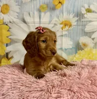 Ivy, a female Miniature Dachshund for sale in Ripley, MS – 6 of 10