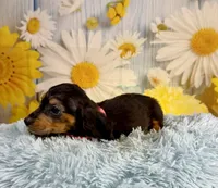 Ryder, a male Miniature Dachshund for sale in Ripley, MS – 6 of 10