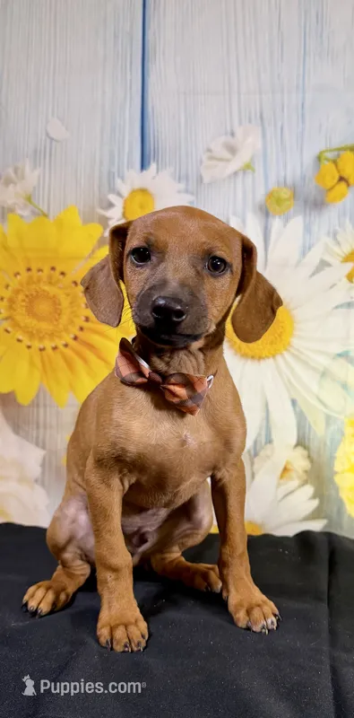 Gus – Chihuahua, Miniature Dachshund puppy for sale in Ripley, MS