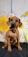 Gus, a male Chihuahua and Miniature Dachshund for sale in Ripley, MS – 1 of 7