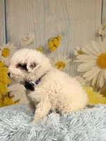 Romeo, a male Poodle - Toy  and Poodle - Miniature  for sale in Ripley, MS – 4 of 7