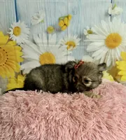     Juniper, a female Chihuahua for sale in Ripley, MS – 6 of 10