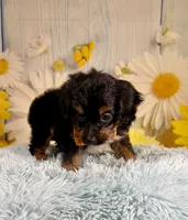 Bandit , a male Aussiedoodle for sale in Ripley, MS – 8 of 10