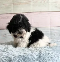 Oreo, a male Poodle - Toy  for sale in Ripley, MS – 4 of 10