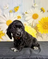 Ace, a male Cocker Spaniel for sale in Ripley, MS – 2 of 7