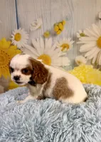 Cavapoo, a male Cavapoo for sale in Ripley, MS – 6 of 10