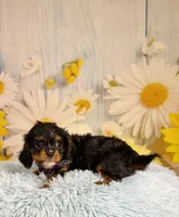 Bentley , a male Cavapoo for sale in Ripley, MS – 2 of 7