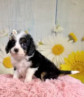 Annie, a female Aussiedoodle for sale in Ripley, MS – 2 of 6
