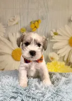 Toby, a male Miniature Schnauzer for sale in Ripley, MS – 4 of 6