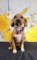 Lux, a male Chihuahua and Miniature Dachshund for sale in Ripley, MS – 3 of 5