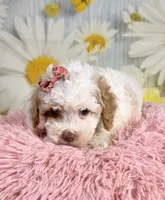 Bonnie, a female Miniature Goldendoodle for sale in Ripley, MS – 6 of 10