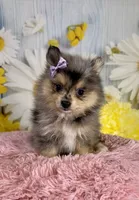 Sadie, a female Pomeranian for sale in Ripley, MS – 2 of 10