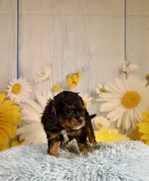 Bentley , a male Cavapoo for sale in Ripley, MS – 4 of 7