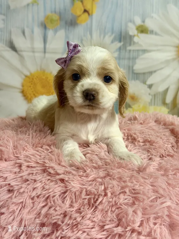 Sandy – Cocker Spaniel puppy for sale in Ripley, MS