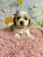 Sandy, a female Cocker Spaniel for sale in Ripley, MS – 1 of 8