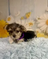 Pac-Man, a male Yorkshire Terrier for sale in Ripley, MS – 4 of 10