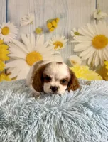 Cavapoo, a male Cavapoo for sale in Ripley, MS – 3 of 10