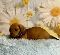 Copper, a male Miniature Dachshund for sale in Ripley, MS – 7 of 10