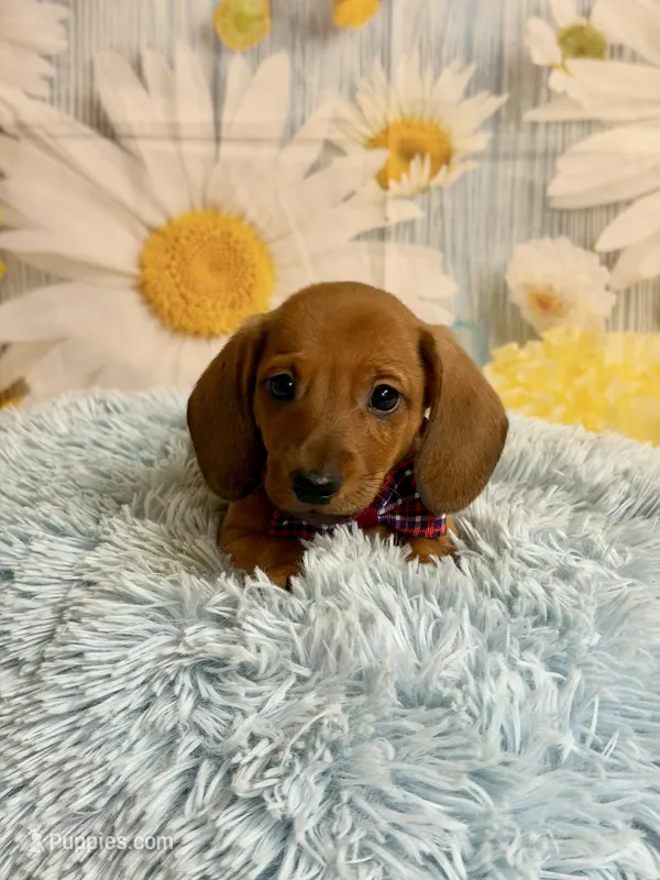 Copper – Miniature Dachshund puppy on hold in Ripley, MS
