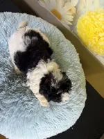 Oreo, a male Cavapoo for sale in Ripley, MS – 6 of 7