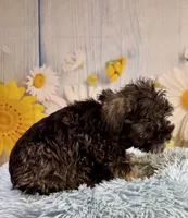 Clark, a male Miniature Schnauzer for sale in Ripley, MS – 5 of 10