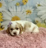 Sandy, a female Cocker Spaniel for sale in Ripley, MS – 3 of 8