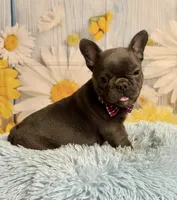 Pedro , a male French Bulldog for sale in Ripley, MS – 9 of 10