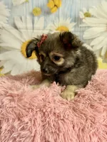     Juniper, a female Chihuahua for sale in Ripley, MS – 5 of 10