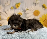 Clark, a male Miniature Schnauzer for sale in Ripley, MS – 1 of 10