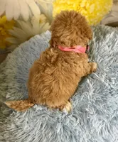 Leo, a male Miniature Goldendoodle for sale in Ripley, MS – 10 of 10