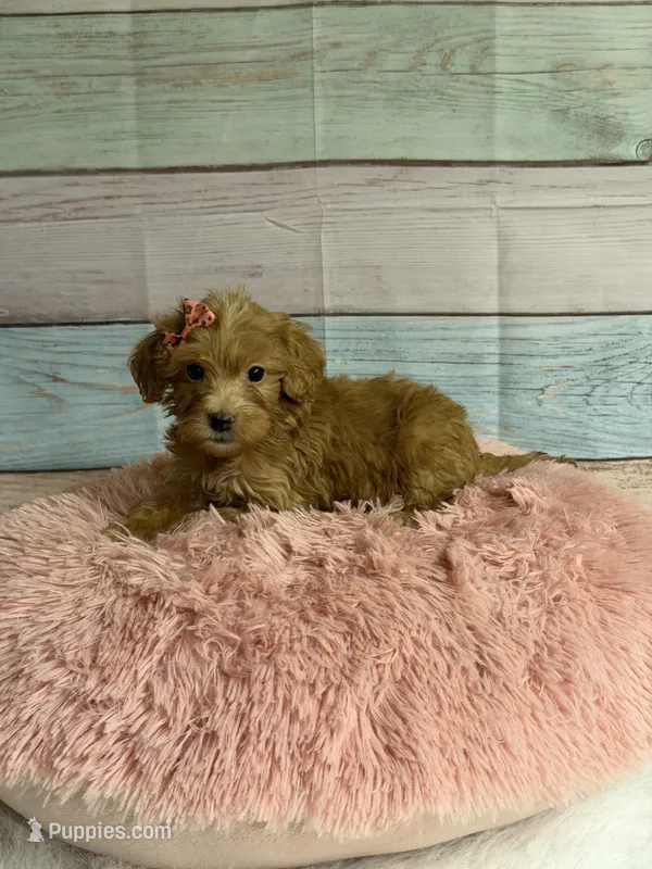 Tara – Miniature Goldendoodle puppy for sale in Ripley, MS