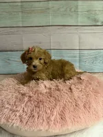 Tara, a female Miniature Goldendoodle for sale in Ripley, MS – 1 of 4