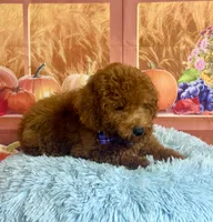 Red , a male Poodle - Miniature  for sale in Ripley, MS – 2 of 6