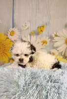 Charles, a male Shihpoo for sale in Ripley, MS – 3 of 8