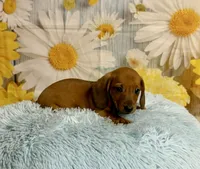 Copper, a male Miniature Dachshund for sale in Ripley, MS – 8 of 10
