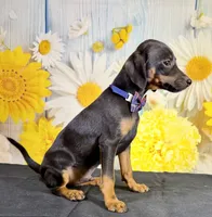 Tux, a male Chihuahua and Miniature Dachshund for sale in Ripley, MS – 2 of 5