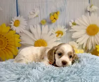Arlo, a male Cocker Spaniel for sale in Ripley, MS – 4 of 10