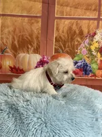 Cody, a male Maltipoo for sale in Ripley, MS – 3 of 6