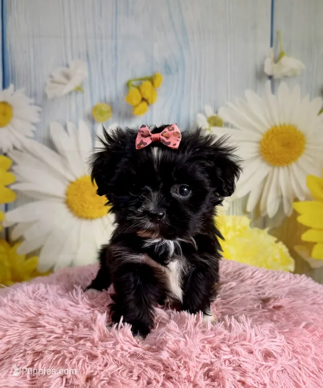 Roxie – Pekingese, Shih Tzu puppy for sale in Ripley, MS