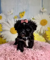 Roxie, a female Pekingese and Shih Tzu for sale in Ripley, MS – 1 of 7