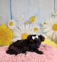 Minnie, a female Morkie for sale in Ripley, MS – 5 of 10