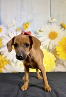 Ruby, a female Chihuahua and Miniature Dachshund for sale in Ripley, MS – 3 of 10