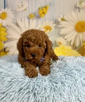 Rusty, a male Poodle - Miniature  for sale in Ripley, MS – 3 of 10