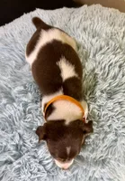 Jack, a male Jack Russell Terrier for sale in Ripley, MS – 8 of 8