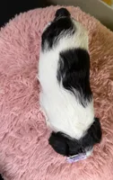 Nala, a female Miniature Schnauzer for sale in Ripley, MS – 8 of 8