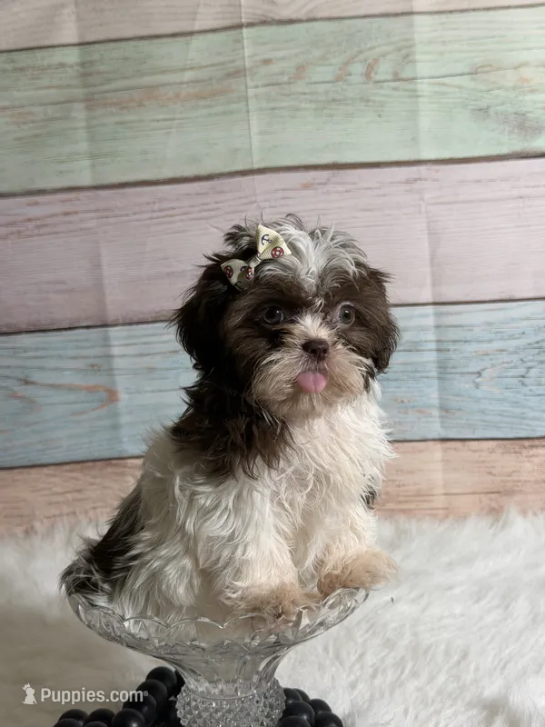 Coco – Shih Tzu puppy for sale in Ripley, MS