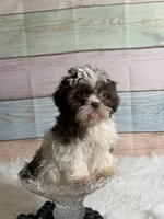 Coco, a female Shih Tzu for sale in Ripley, MS – 1 of 8